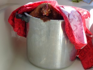 April 2014 logging, protest, ice pond 044