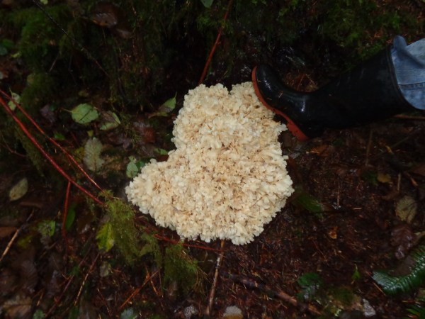 Emily,woodpiles,burnpiles,mushroom,frost 036