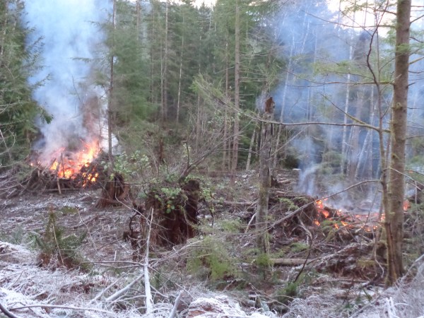 Emily,woodpiles,burnpiles,mushroom,frost 061