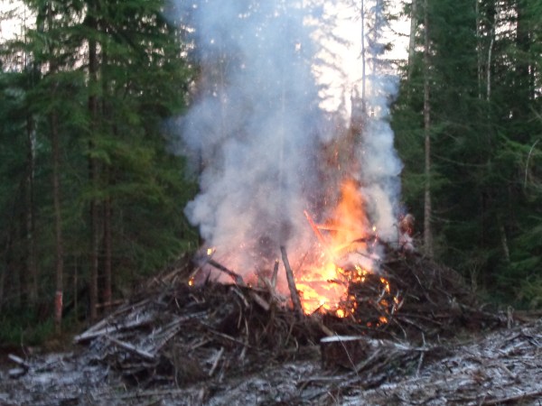 Emily,woodpiles,burnpiles,mushroom,frost 064