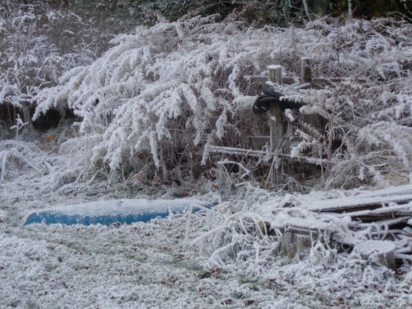 Emily,woodpiles,burnpiles,mushroom,frost 072