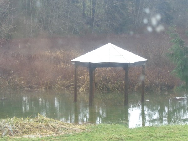 bruise, Ollie, storm of December 2014 008