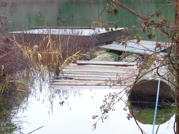 bruise, Ollie, storm of December 2014 018