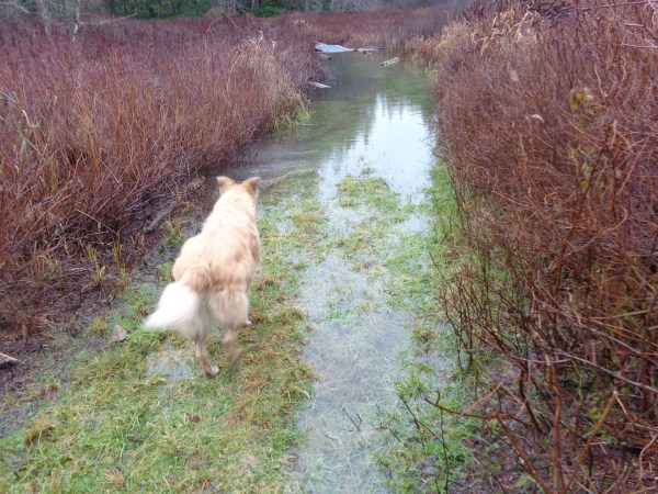 bruise, Ollie, storm of December 2014 019