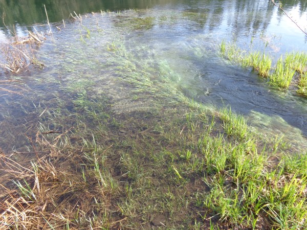 the groom, peninsula 006