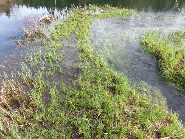 the groom, peninsula 014