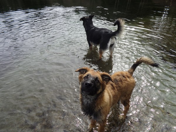 dogs, wheeze 004.JPG